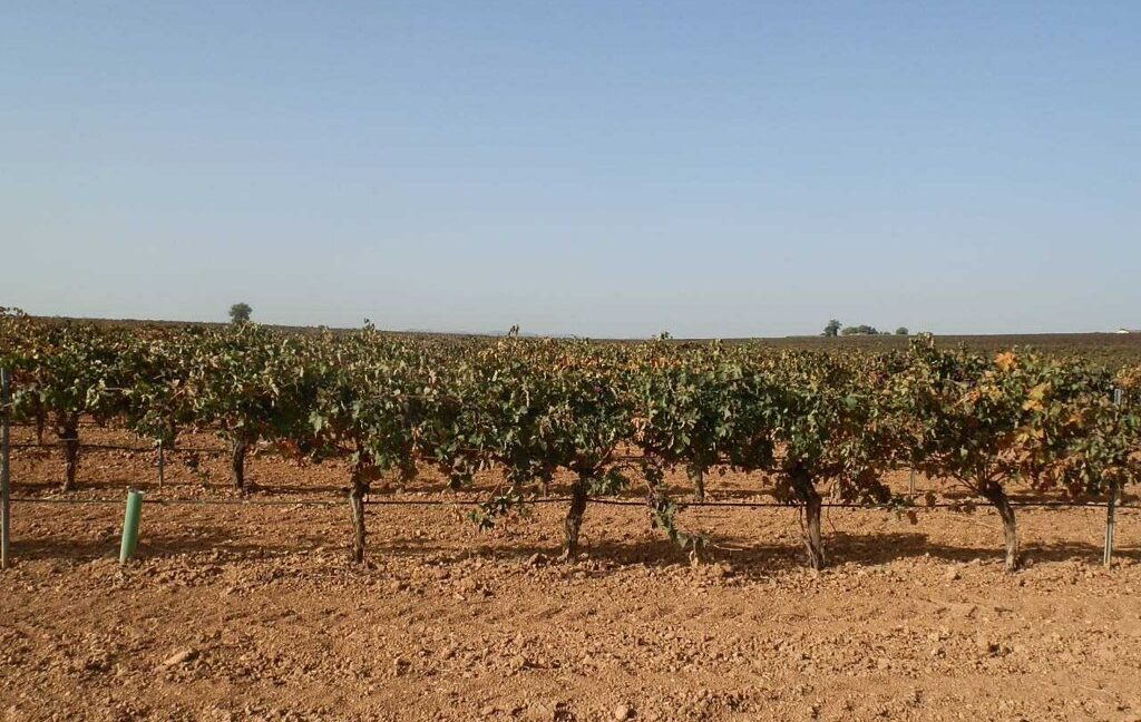 582_fincas-en-venta-148