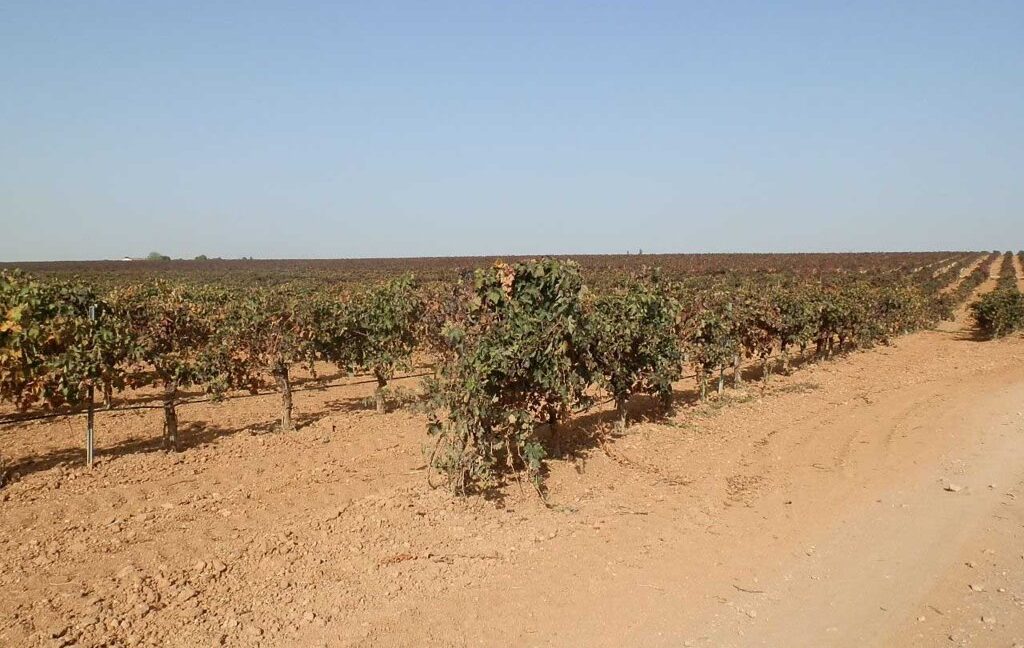 582_fincas-en-venta-150