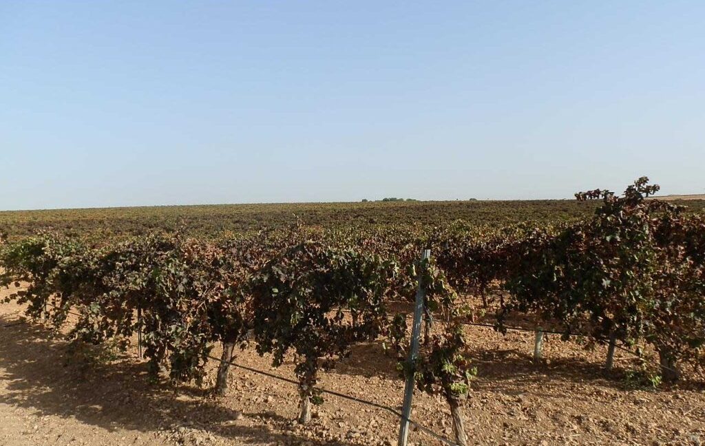 582_fincas-en-venta-151