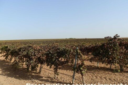 582_fincas-en-venta-151