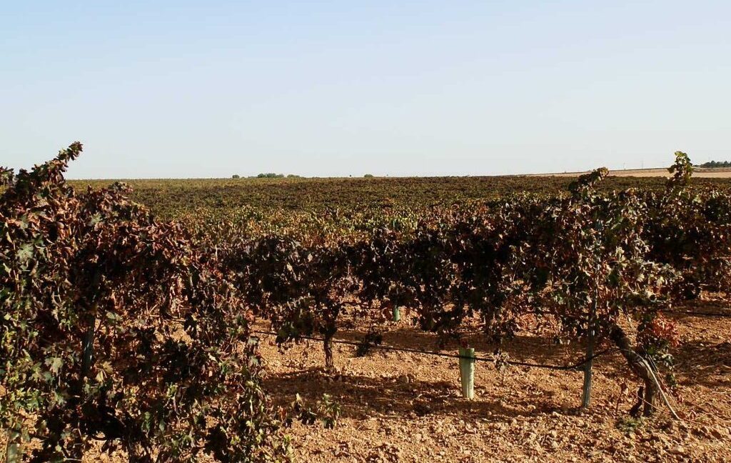 582_fincas-en-venta-152