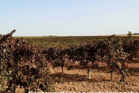 582_fincas-en-venta-152