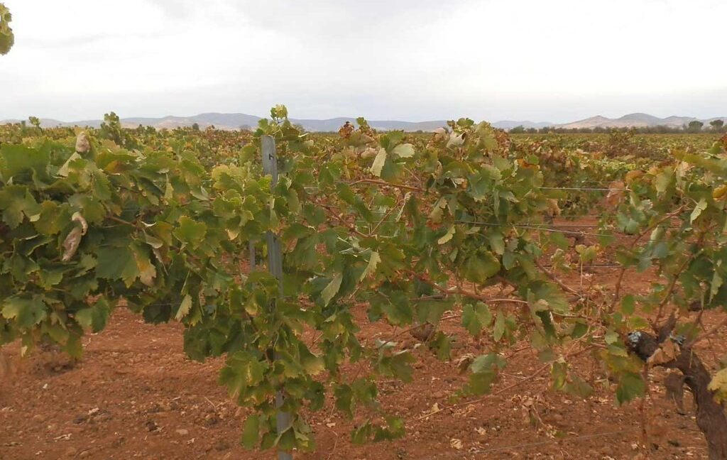 583_fincas-en-venta-083
