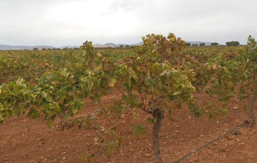 583_fincas-en-venta-084