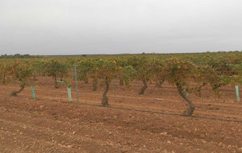583_fincas-en-venta-089