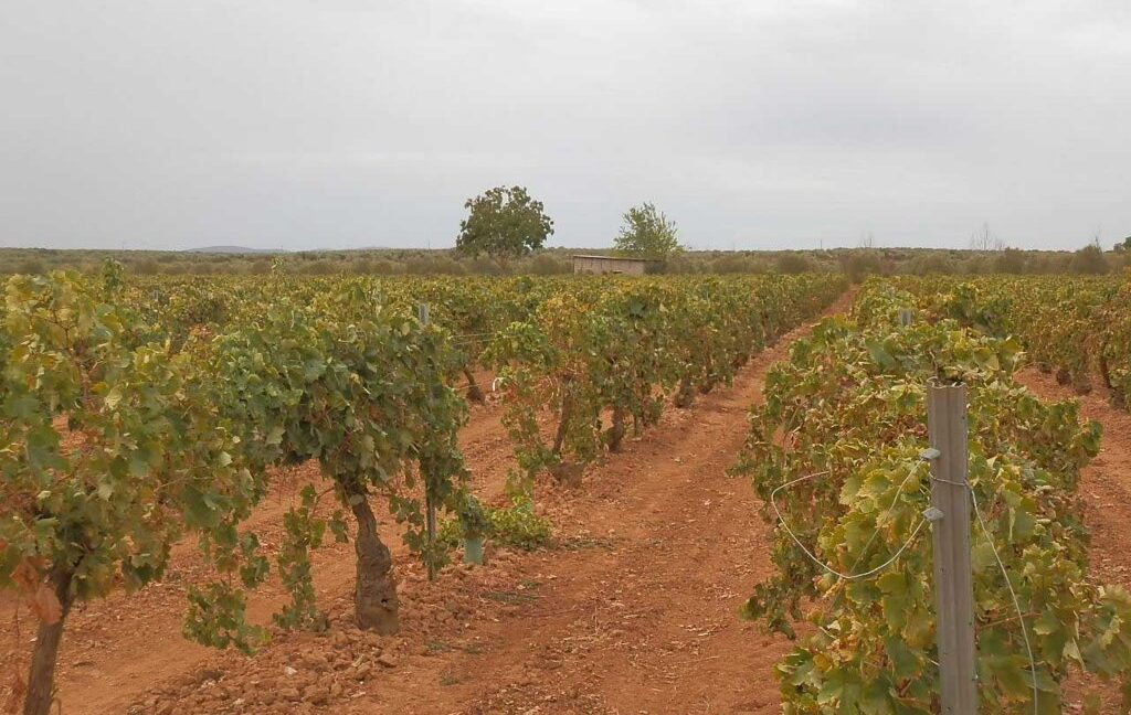583_fincas-en-venta-092