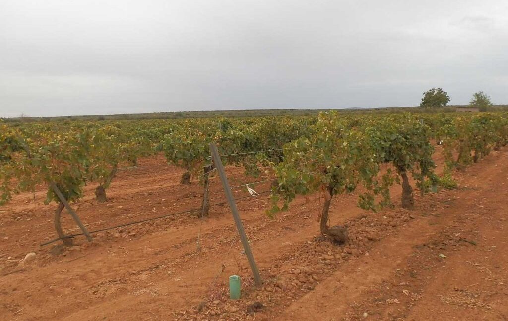 583_fincas-en-venta-094