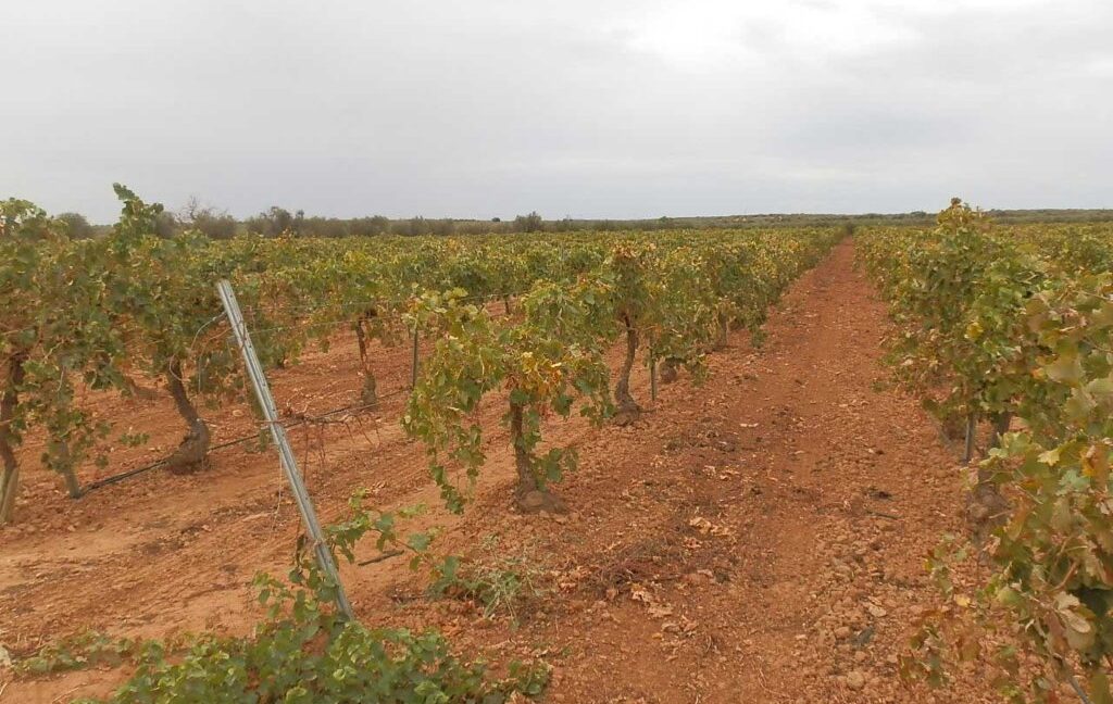 583_fincas-en-venta-097