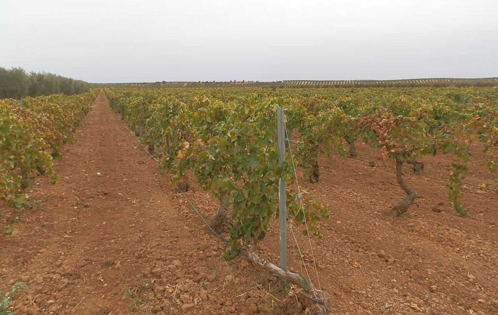 583_fincas-en-venta-098