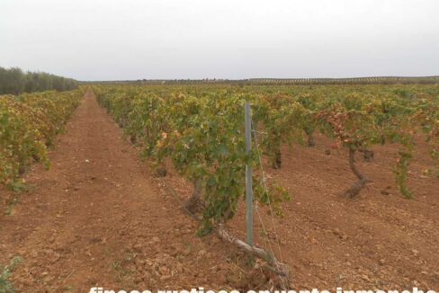 583_fincas-en-venta-098