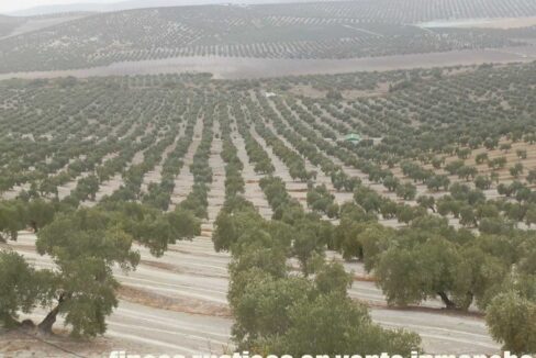 584_fincas-en-venta-03