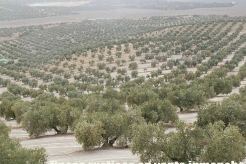 584_fincas-en-venta-04