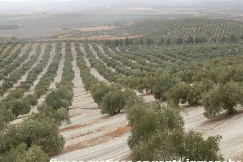 584_fincas-en-venta-05