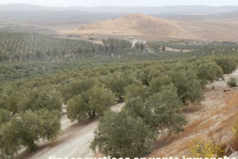 584_fincas-en-venta-06