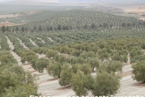 584_fincas-en-venta-07
