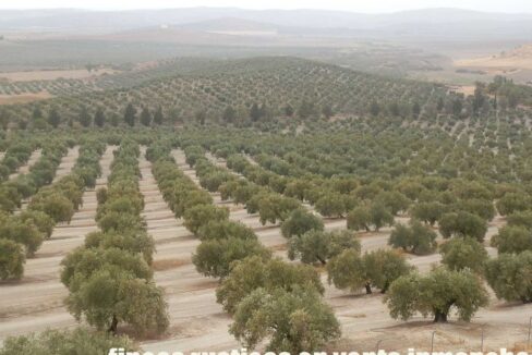 584_fincas-en-venta-10
