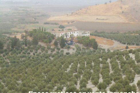 584_fincas-en-venta-12