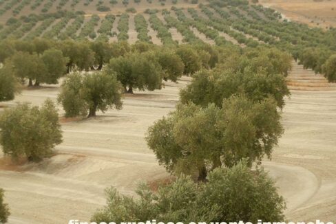 584_fincas-en-venta-13