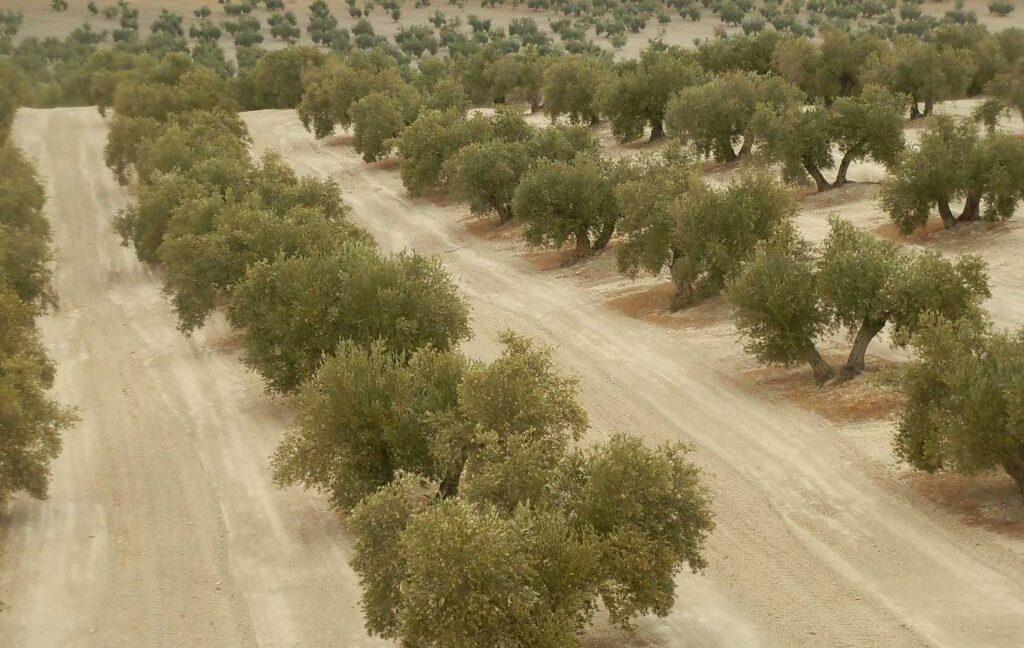 584_fincas-en-venta-14