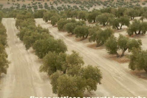 584_fincas-en-venta-14