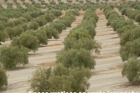 584_fincas-en-venta-15