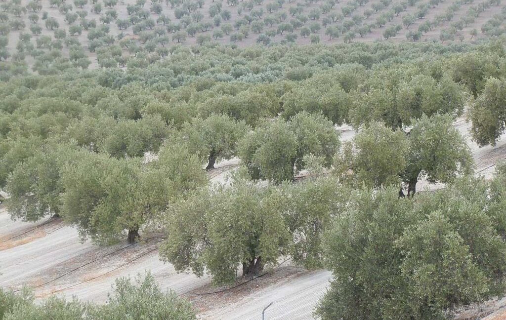 584_fincas-en-venta-16