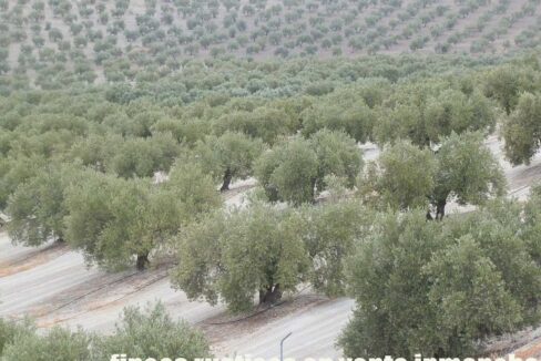 584_fincas-en-venta-16