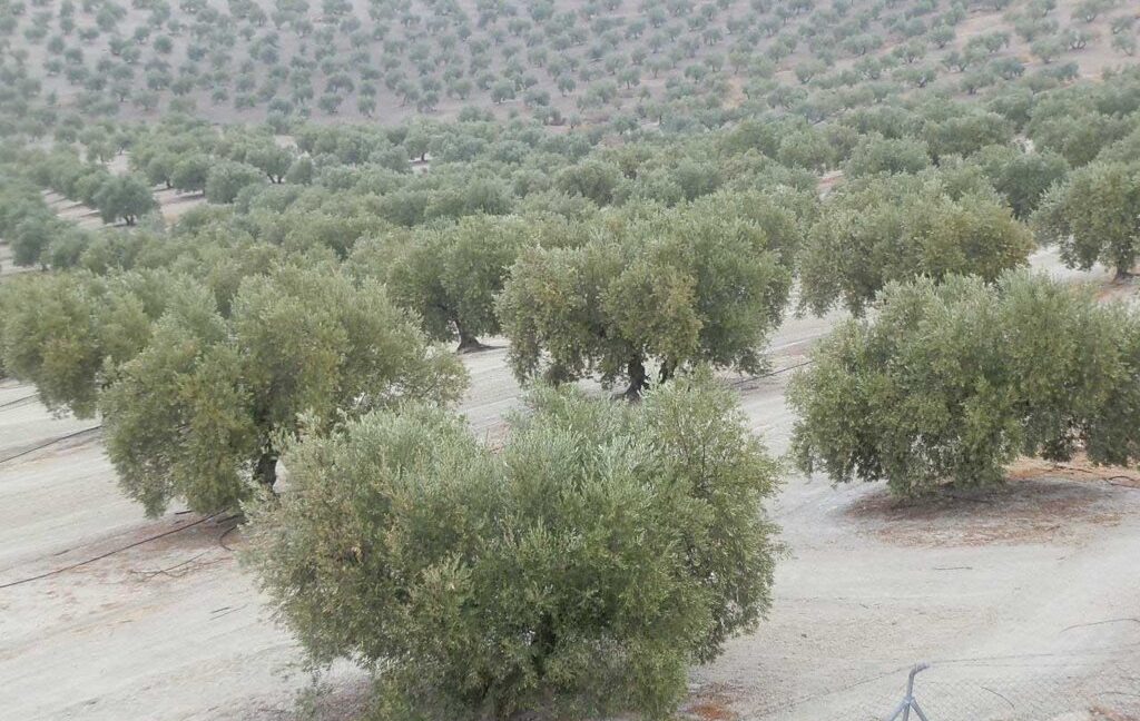 584_fincas-en-venta-17