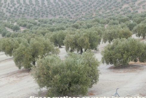 584_fincas-en-venta-17