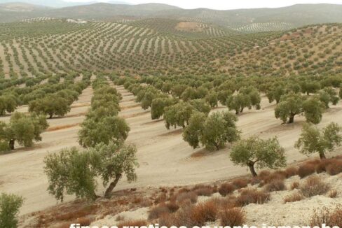 584_fincas-en-venta-19