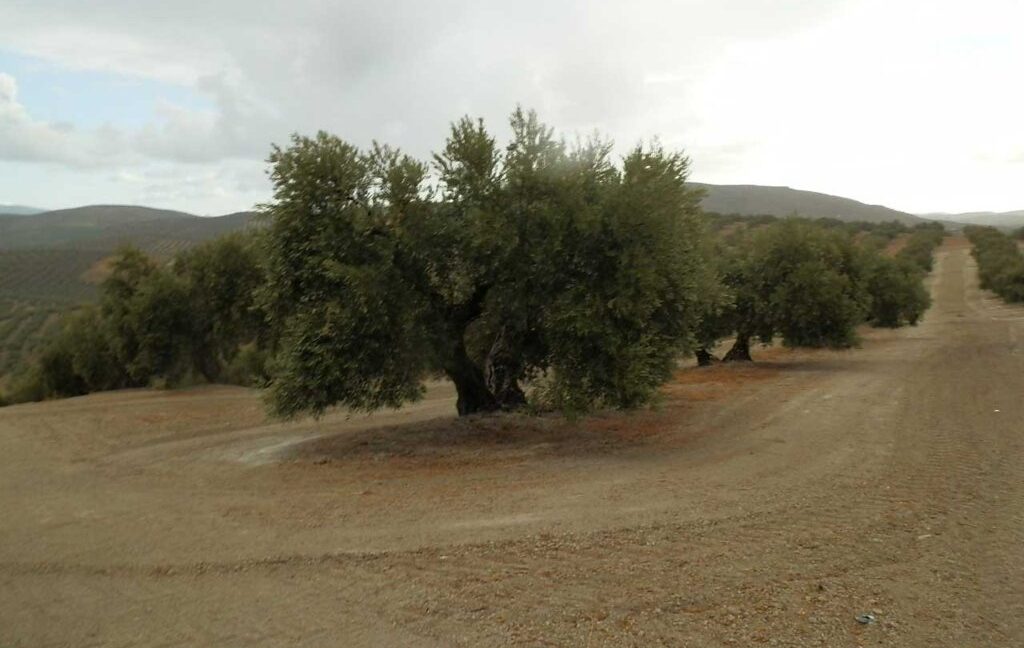 584_fincas-en-venta-20