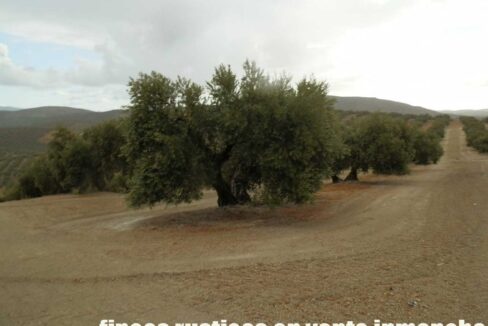 584_fincas-en-venta-20
