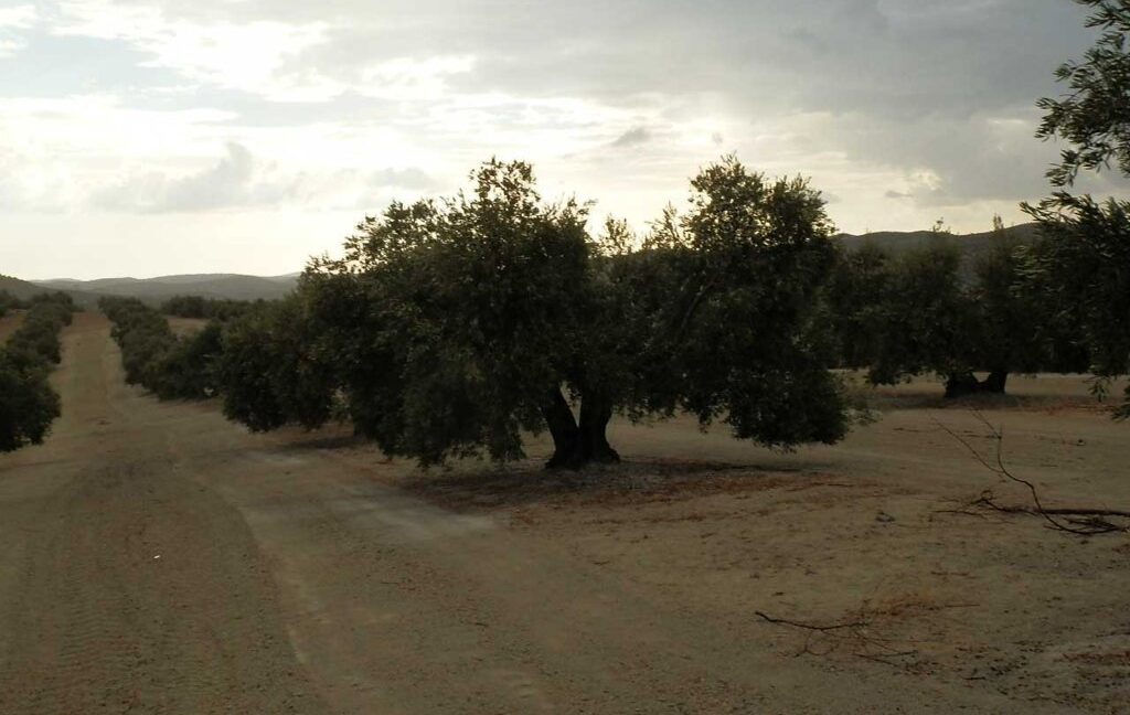 584_fincas-en-venta-21