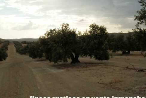 584_fincas-en-venta-21