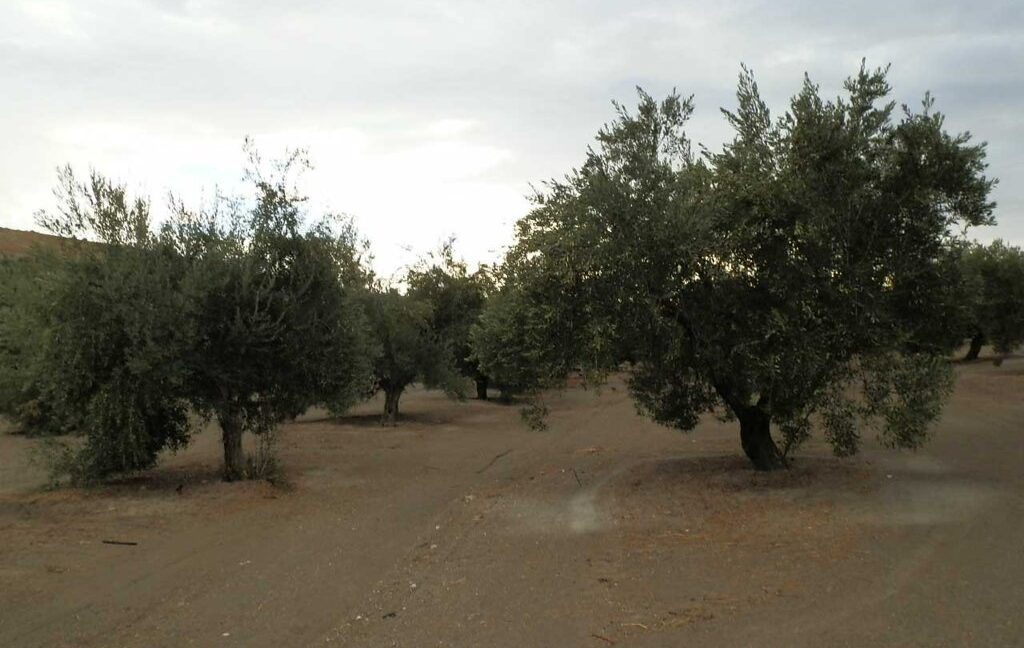 584_fincas-en-venta-22