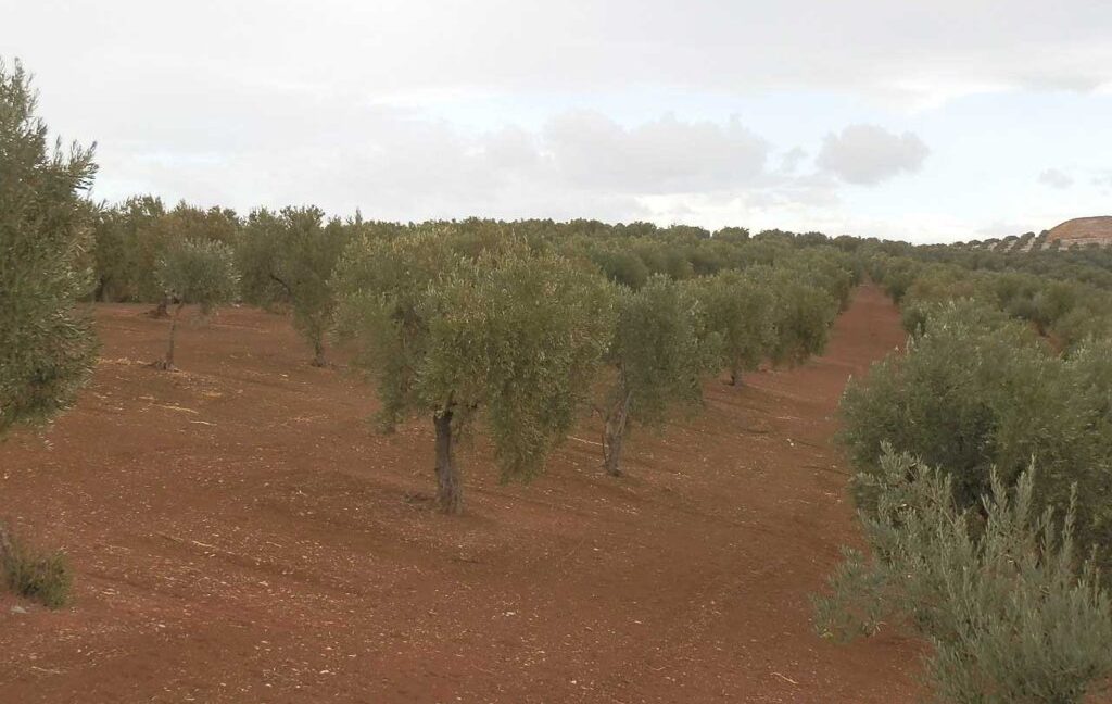 584_fincas-en-venta-31