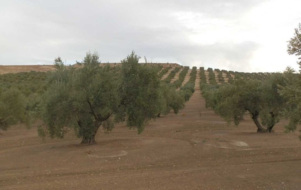 584_fincas-en-venta-33