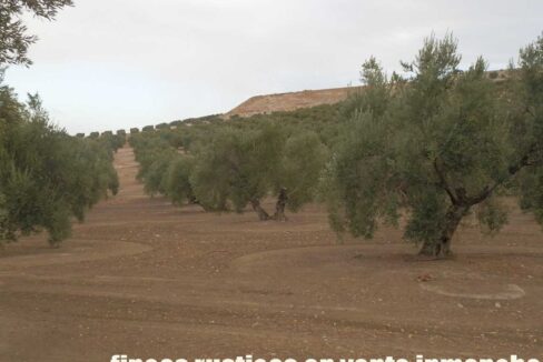 584_fincas-en-venta-34