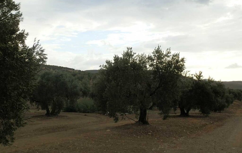 584_fincas-en-venta-35