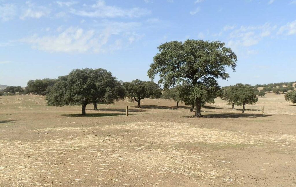 589_fincas-en-venta-05