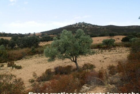 589_fincas-en-venta-08