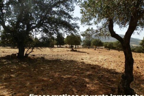 589_fincas-en-venta-16