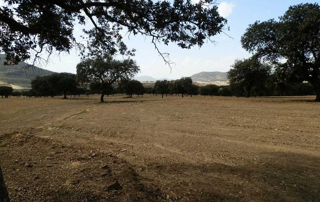 589_fincas-en-venta-28