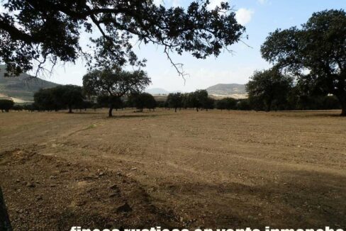 589_fincas-en-venta-28