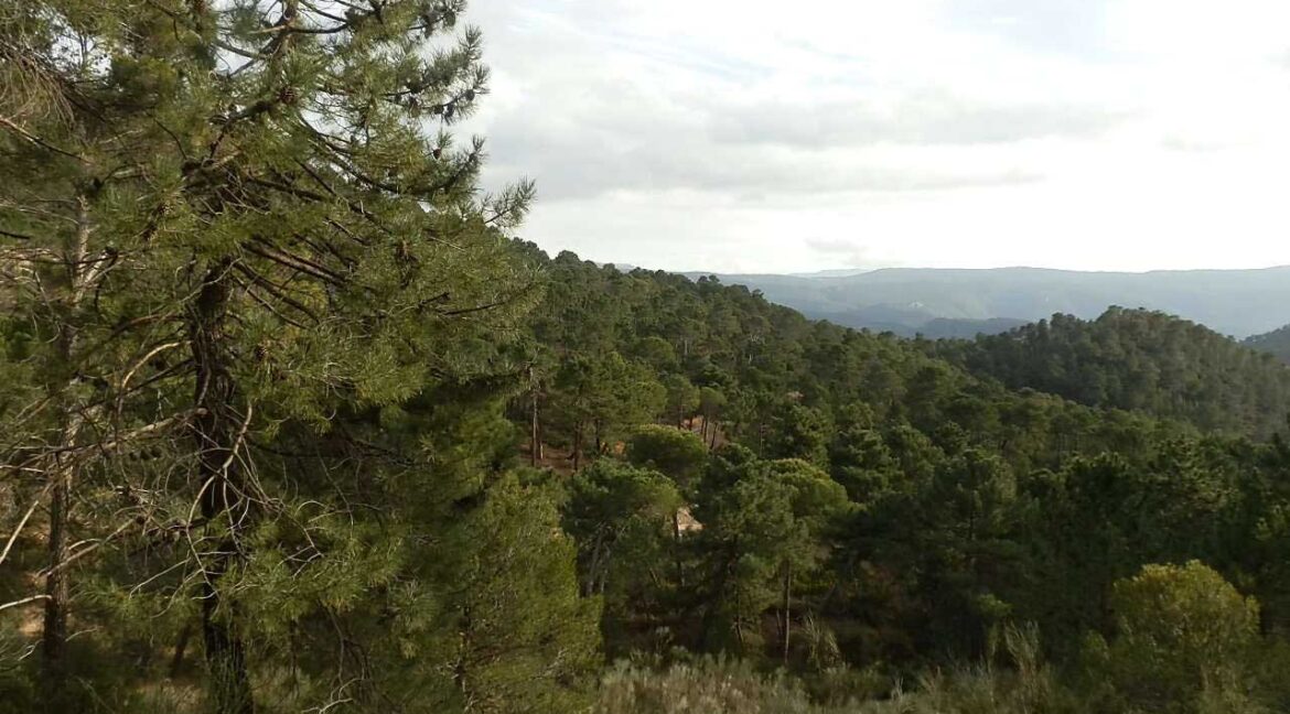 590_fincas-en-venta-011