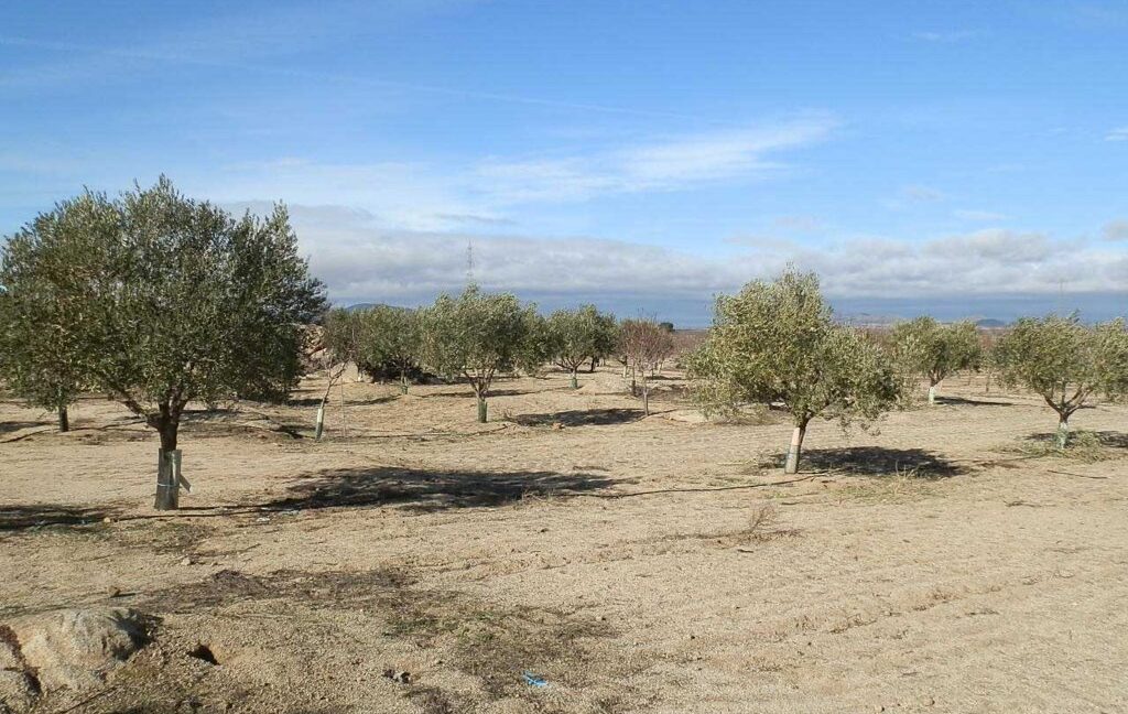 591_fincas-en-venta-042