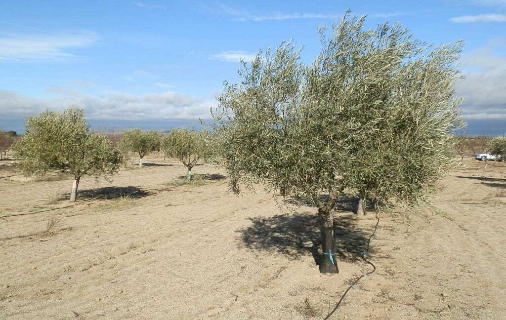 591_fincas-en-venta-043