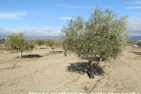 591_fincas-en-venta-043