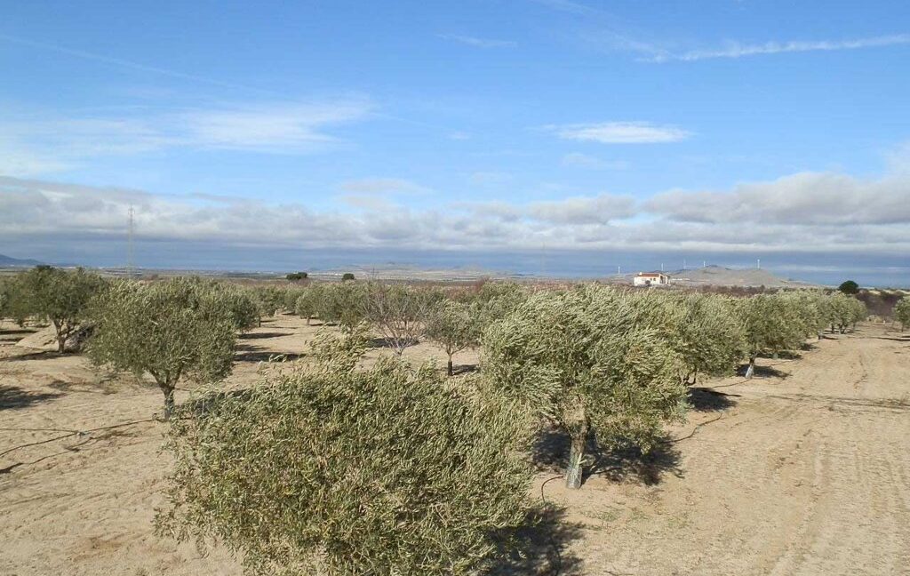591_fincas-en-venta-044