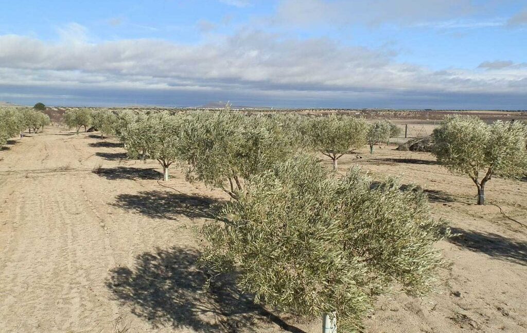 591_fincas-en-venta-045